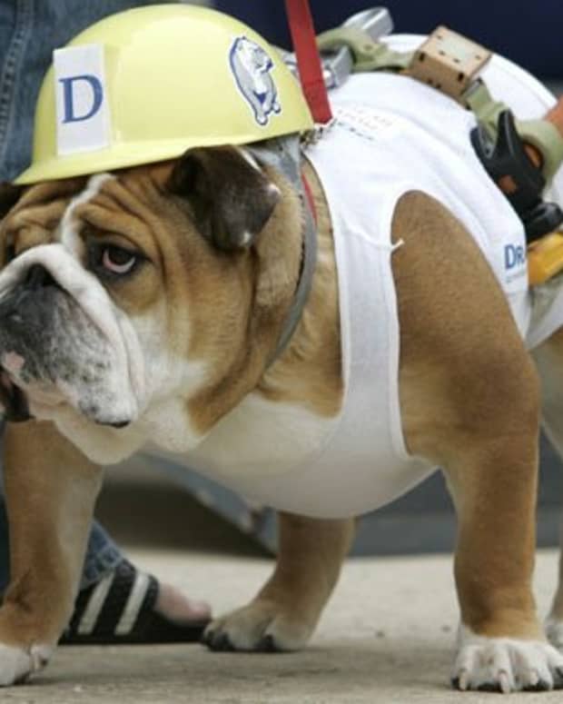 cute-and-cheap-halloween-costumes-for-dogs