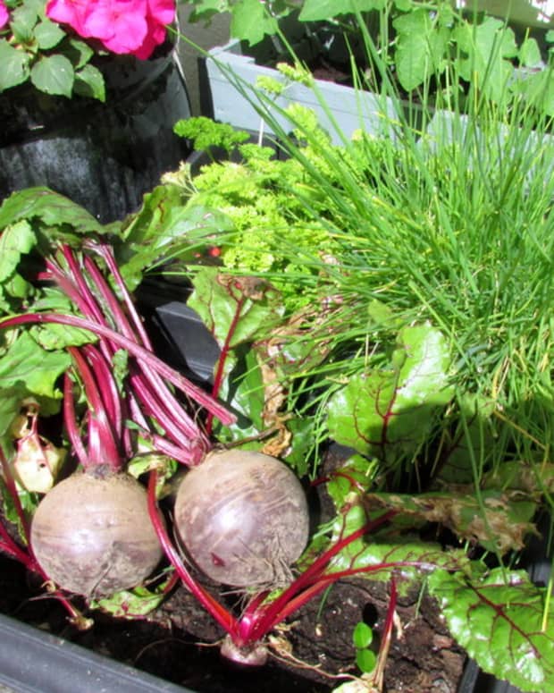 how-to-grow-beetroot-in-the-garden-in-containers-gardening-vegetables-beet