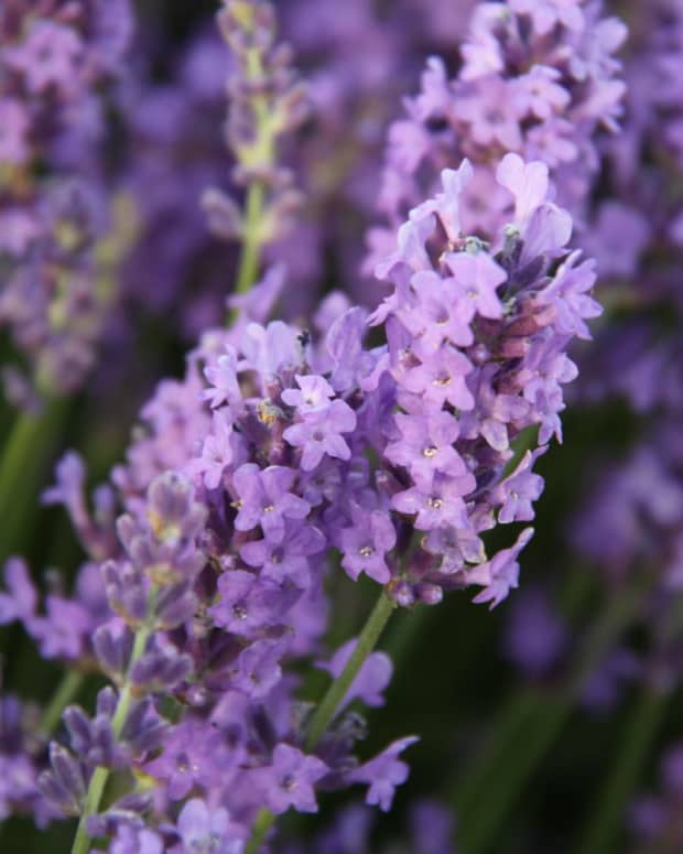 lavender-insect-repellent-recipe