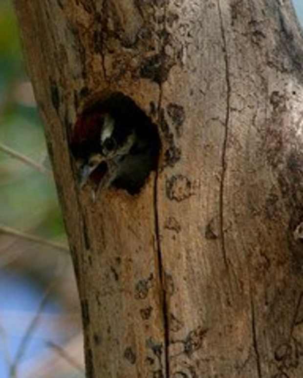 How to Fix and Prevent Damage From Woodpeckers Dengarden Home and Garden