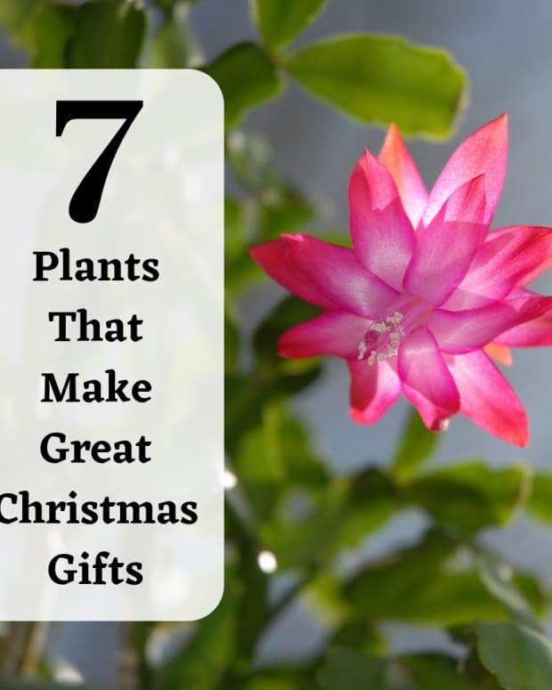 living-christmas-gift-ideas-7-holiday-plants-to-give