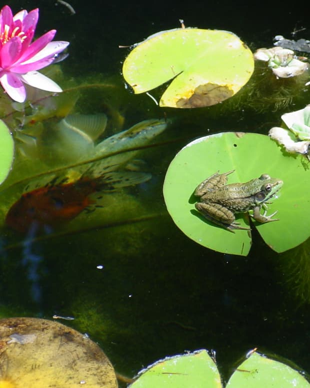 How to Maintain and Care for a Pond - Dengarden - Home and Garden