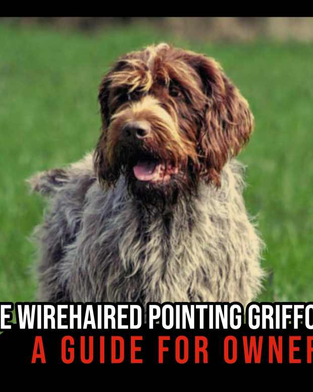 the-wirehaired-pointing-griffon-a-guide-for-owners