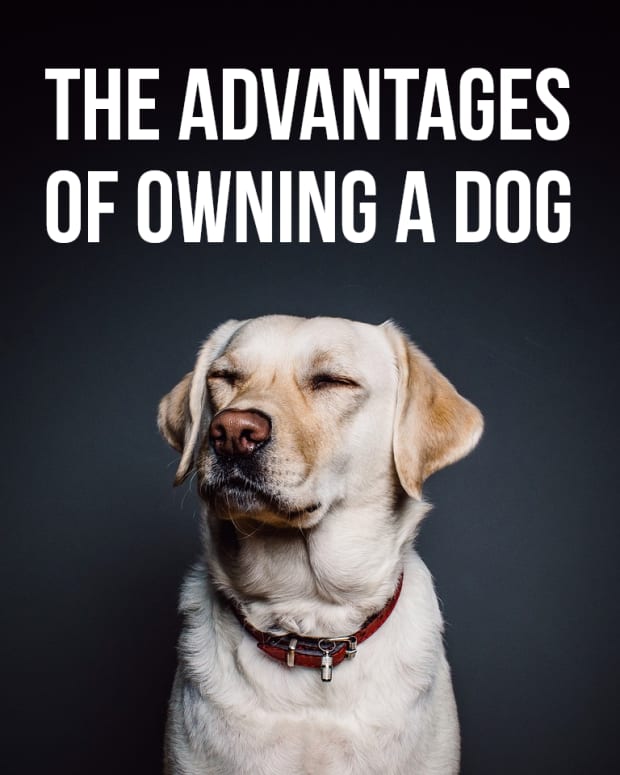 benefits-of-having-a-pet-dog
