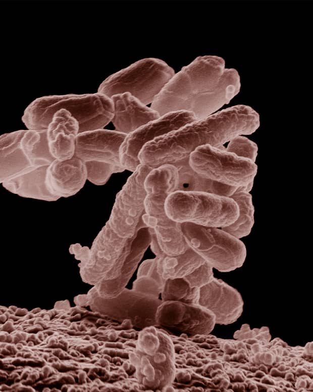escherichia-or-e-coli-intestinal-flora-and-bacterial-infection