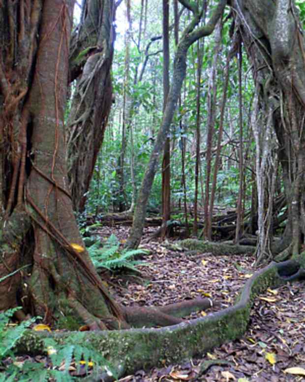 hidden-hawaii-kalopa-native-forest-state-park-and-recreation-area-on-the-big-island