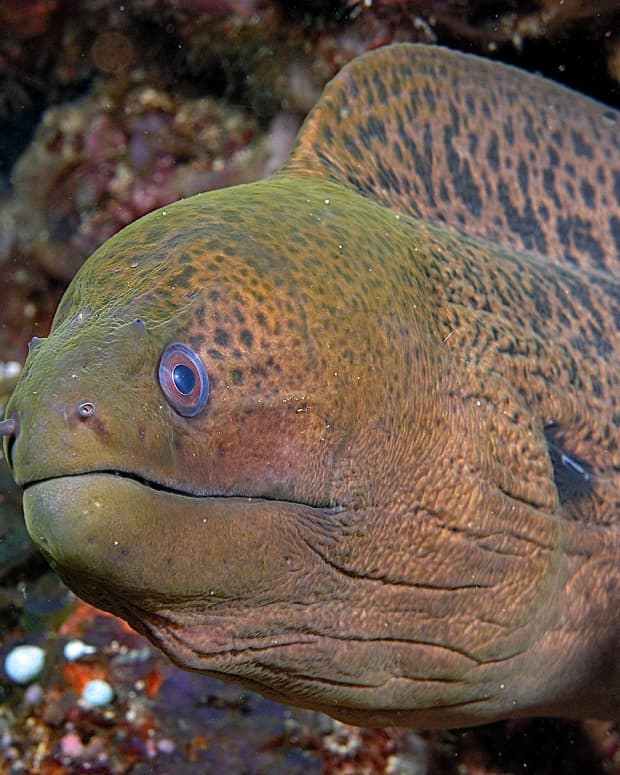 interesting-fish-facts-moray-and-wolf-eels