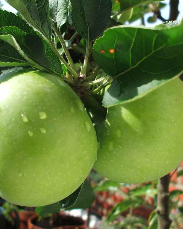cinnamon-apples-crockpot-dish