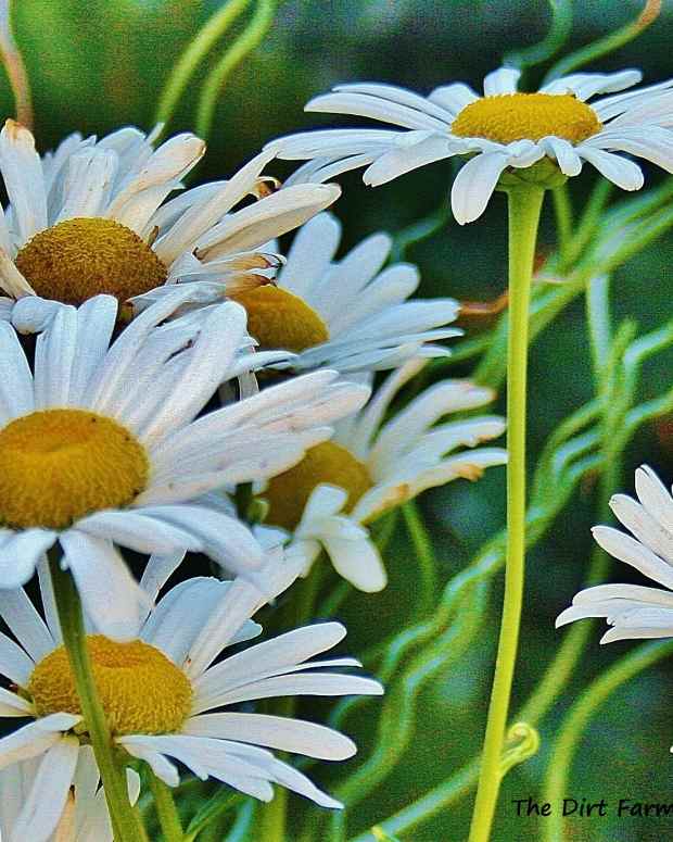 Five Common Types of Daisies Dengarden Home and Garden