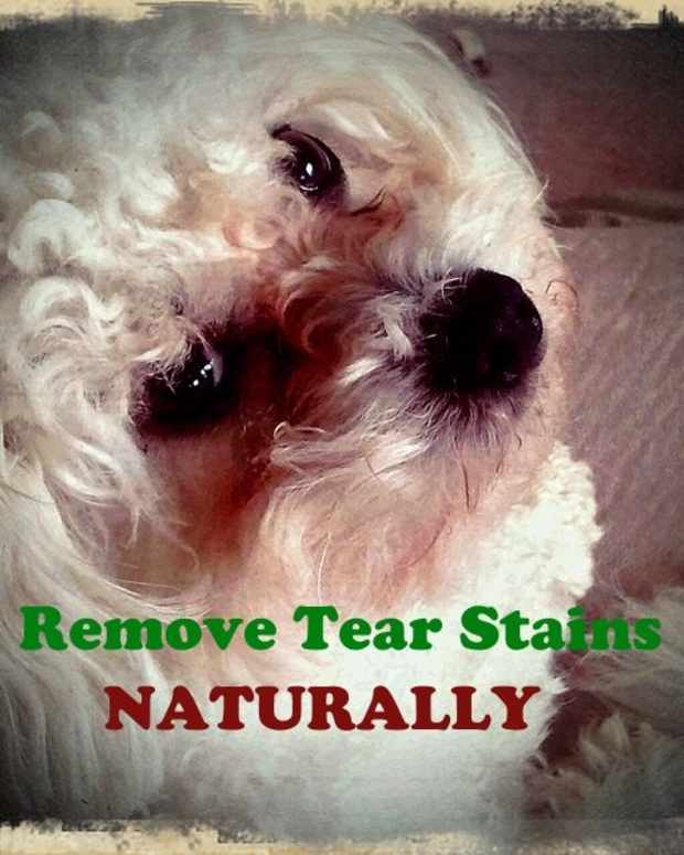 How to Train a Dog to Guard Your House PetHelpful