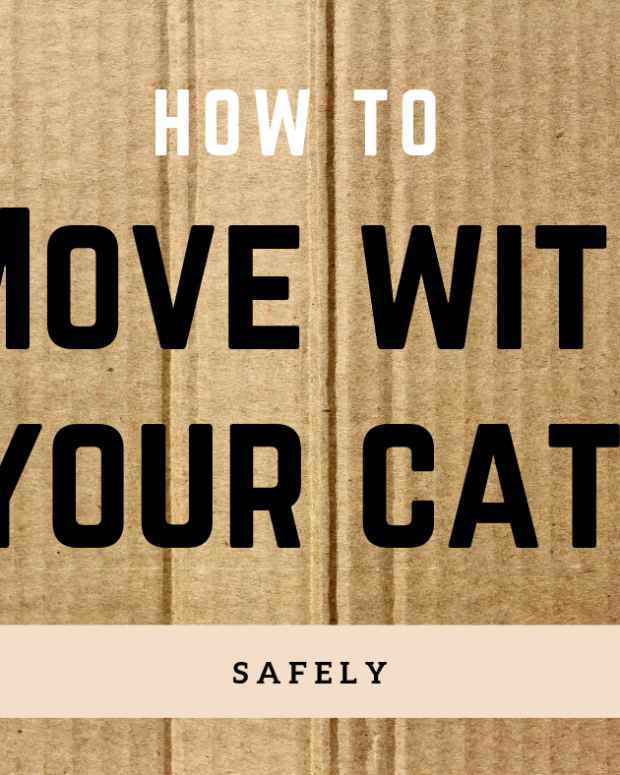 Caring for Your Aging Cat (Plus How to Guess Its Age) PetHelpful