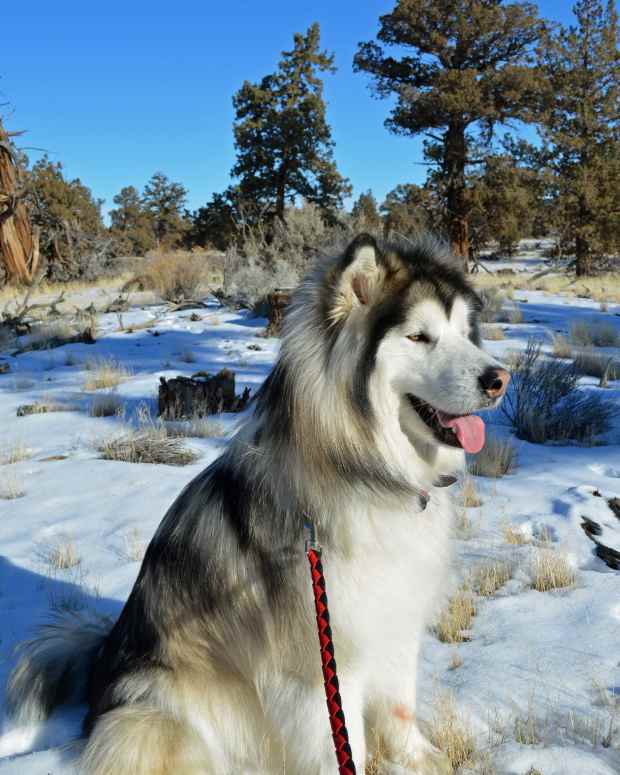 How to Teach a Dog to Make Eye Contact PetHelpful