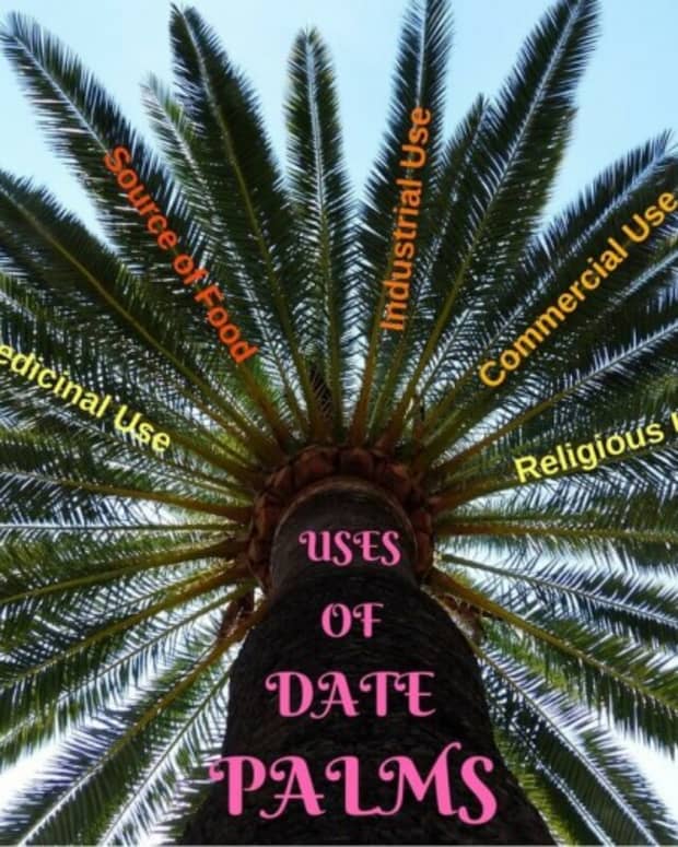 the-various-uses-of-date-palm-tree