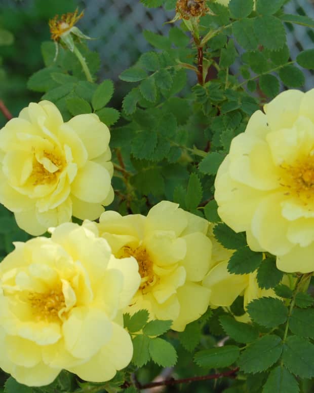 the-yellow-rose-of-texas-isnt-from-texas