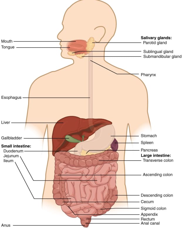 how-do-bacteria-in-the-large-intestine-help-us-stay-healthy