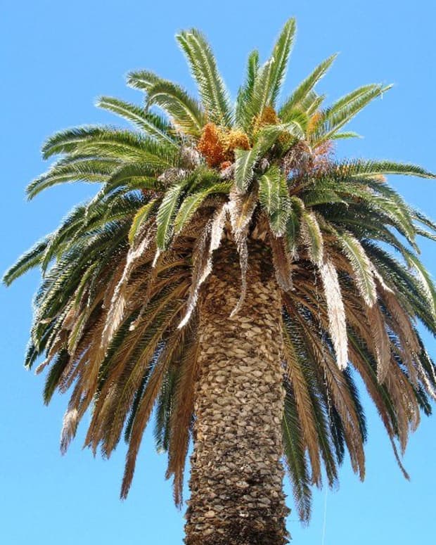 如何识别palm-trees