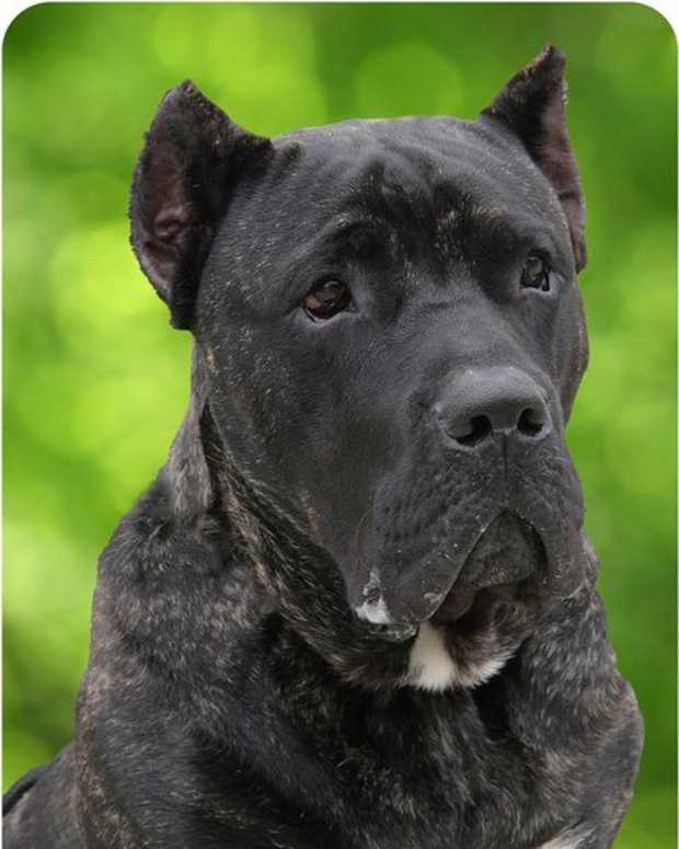 How to Help a Dog Produce More Milk for Her Puppies PetHelpful