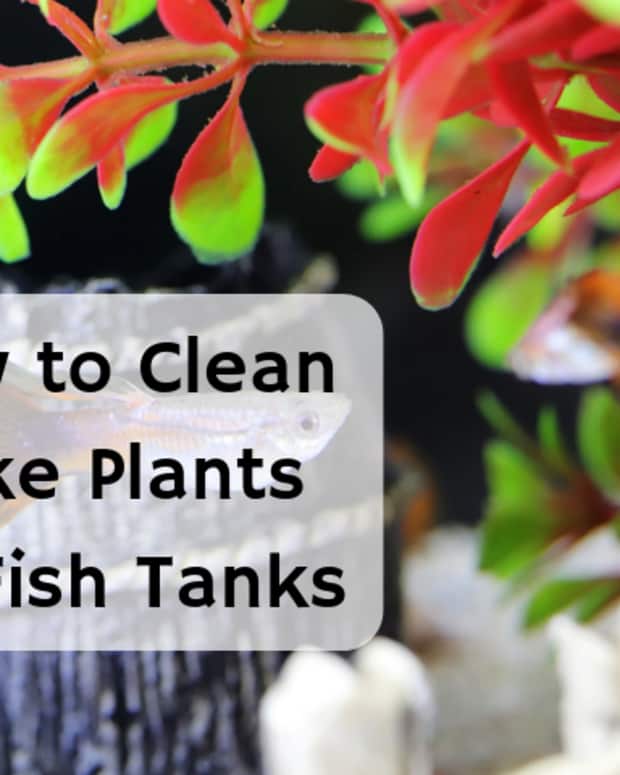 How to Bathe a Poodle Mix PetHelpful