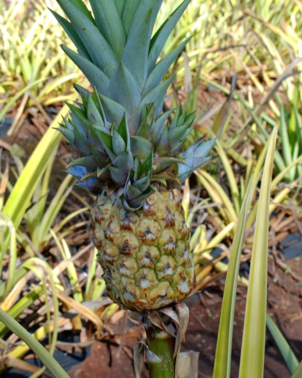 dole-pineapple-plantation-things-to-do-in-oahu