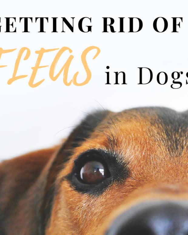 getting-rid-of-fleas-best-flea-treatment