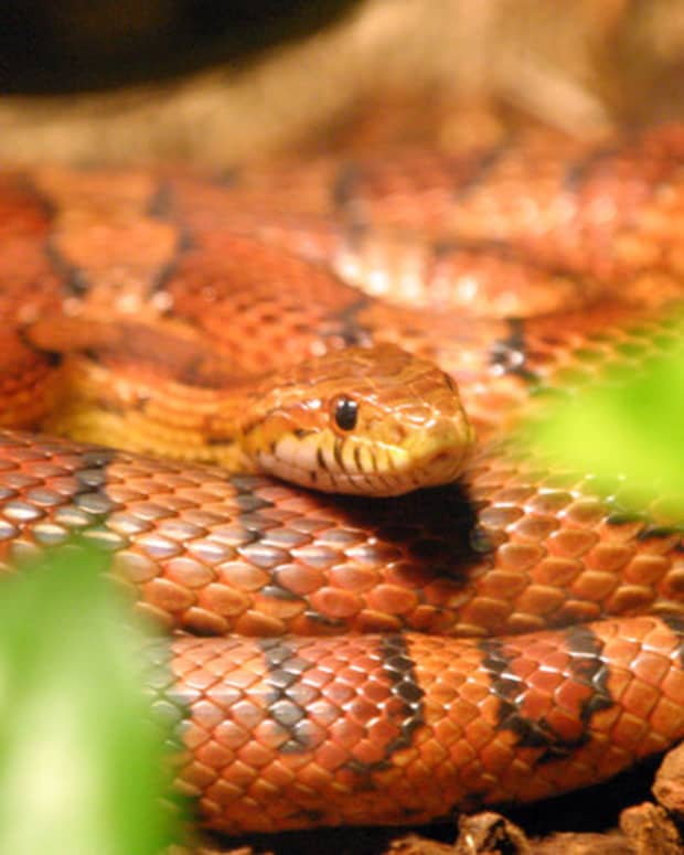 How to Care for Pet Corn Snakes: Tanks, Food, Shedding and More ...