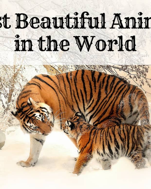top-10-most-beautiful-animals-in-the-world