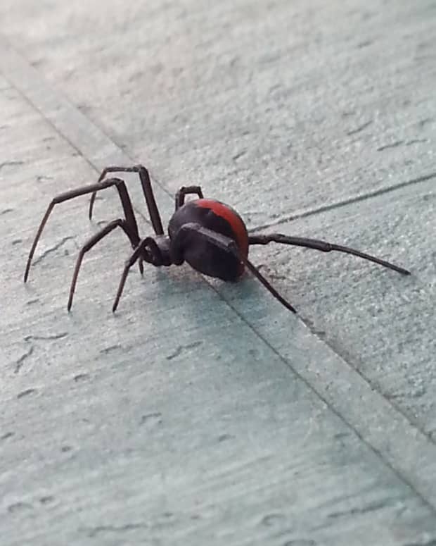 i-was-bitten-by-a-redback-spider