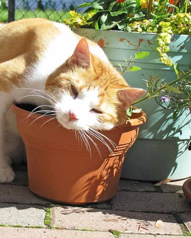 catnip-and-catmint-plants-fascinating-herbs
