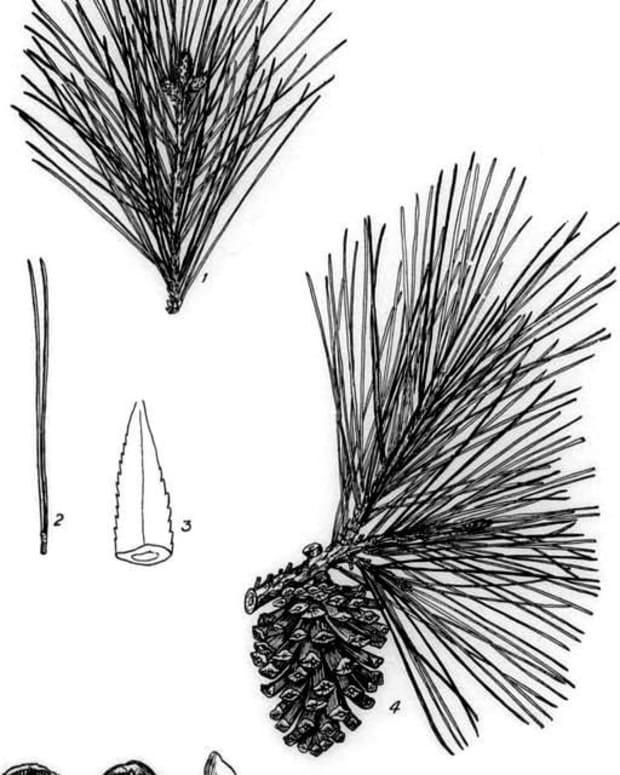selecting-and-using-pine-needles-for-basket-making