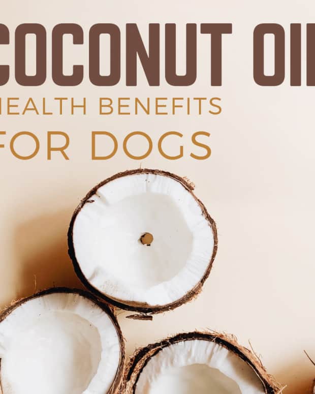 Tips for Dogs Who Won't Come Inside When Called PetHelpful