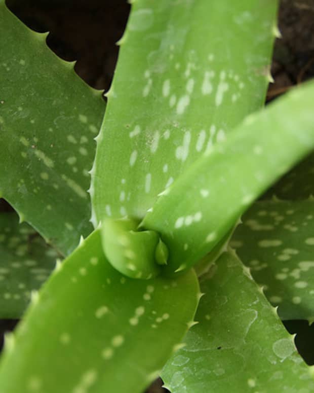 aloe-vera-for-hair-benefits-of-aloe-vera-and-how-to-use-it-for-beautiful-and-strong-hair