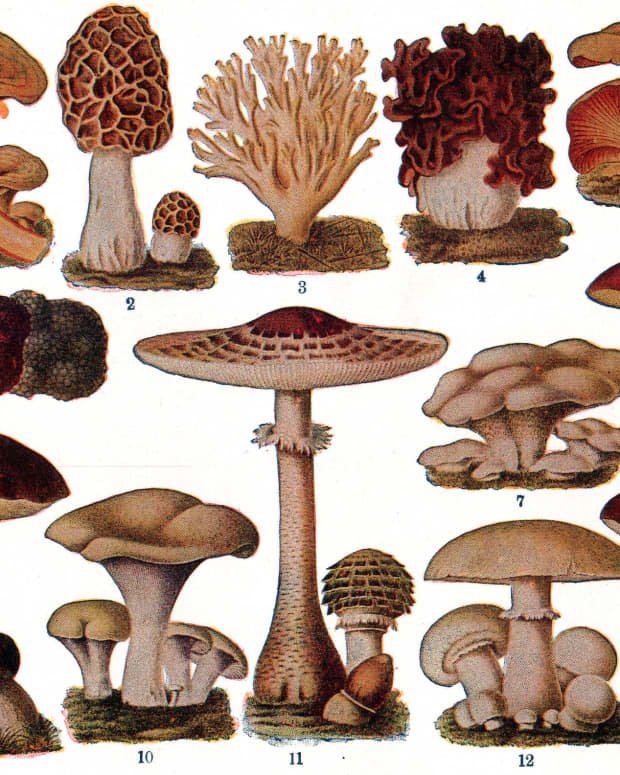 all-about-mushrooms-types-facts-tips-uses-recipes-nutritional-and-health-benefits