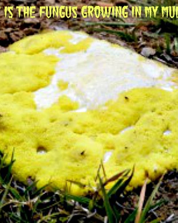 organic-ways-to-kill-and-prevent-white-powdery-mildew-dengarden