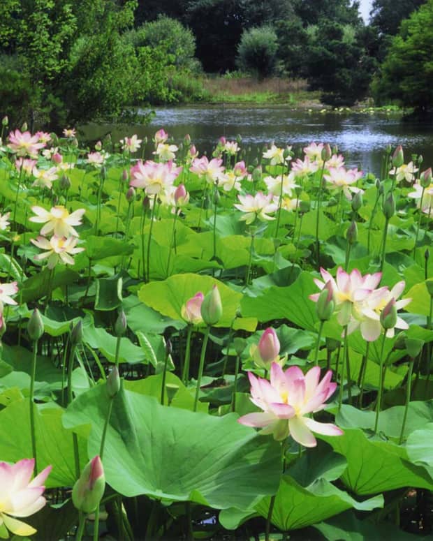 health-benefits-of-lotus-roots-or-stem-seeds-leaves-and-flowers