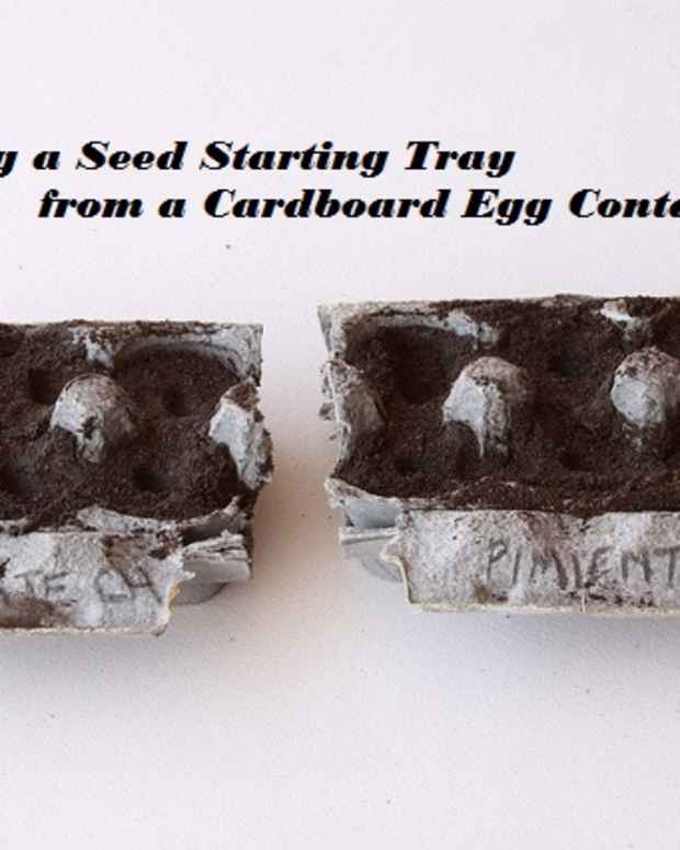 How to Start Seeds in an Egg Carton (and Transplant the Seedlings