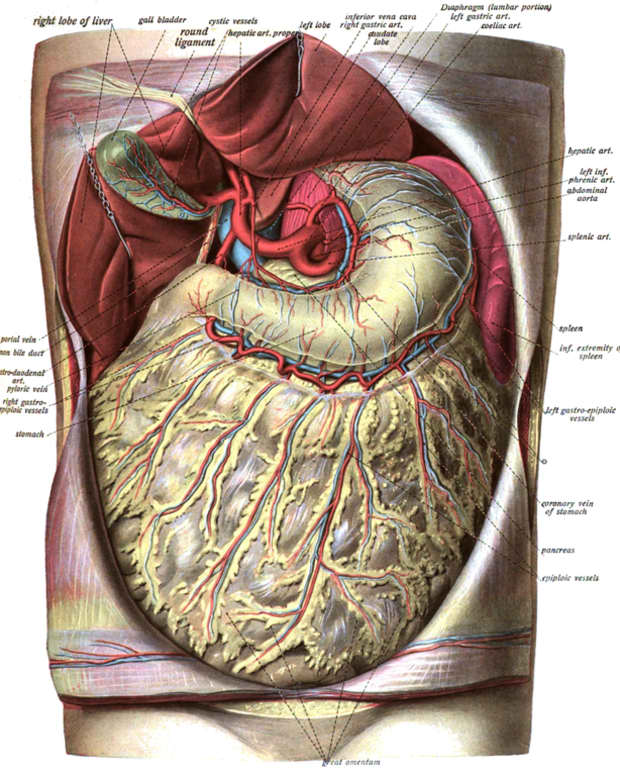 the-omentum-and-abdominal-fat