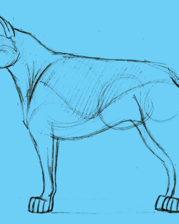 how-to-draw-a-cartoon-dog-semi-realistic