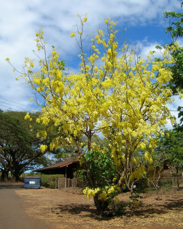 the-indian-medicinal-plant-amaltas-or-cassia-fistula