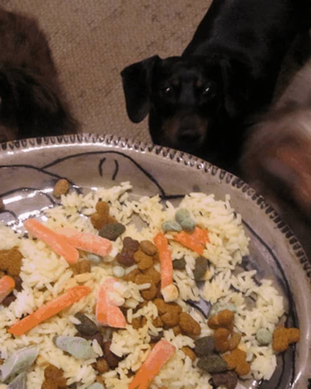 A bunch od dogs looking up at a bland dish