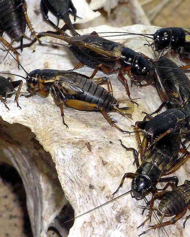 How to Rid Your Home of Lizards Dengarden