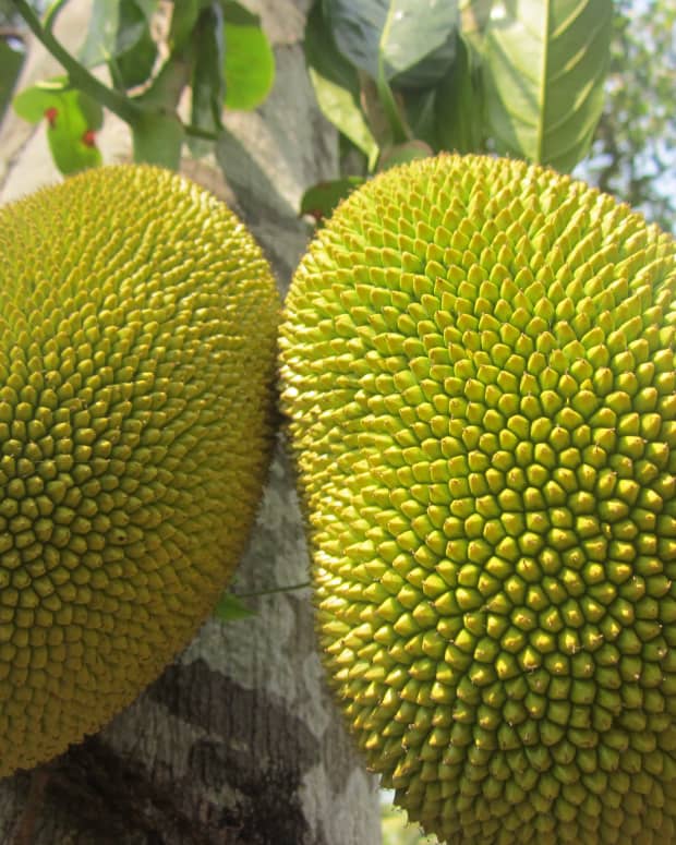 jackfruit-health-benefits-and-nutrition-facts
