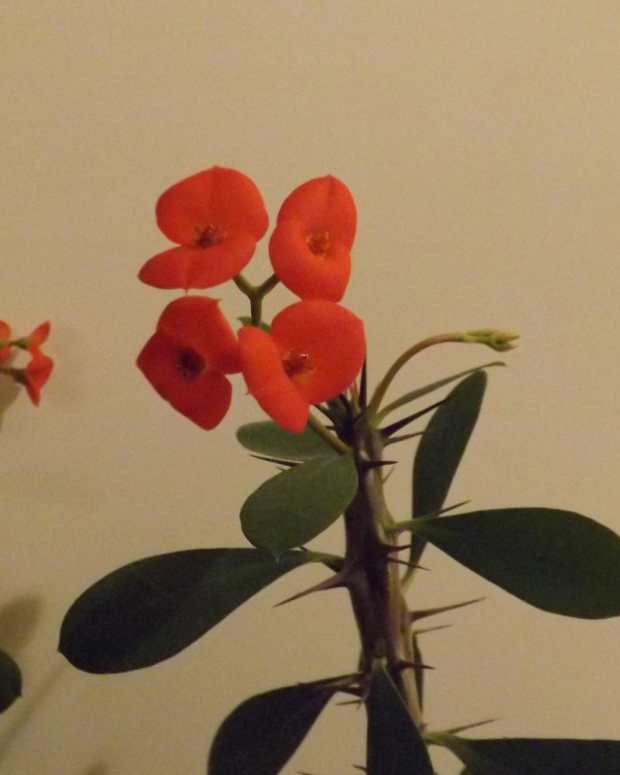 How to Grow Crown of Thorns From Cuttings Dengarden Home and Garden