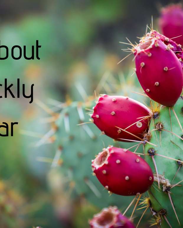 Prickly Pear Cactus Seed Flour Delishably