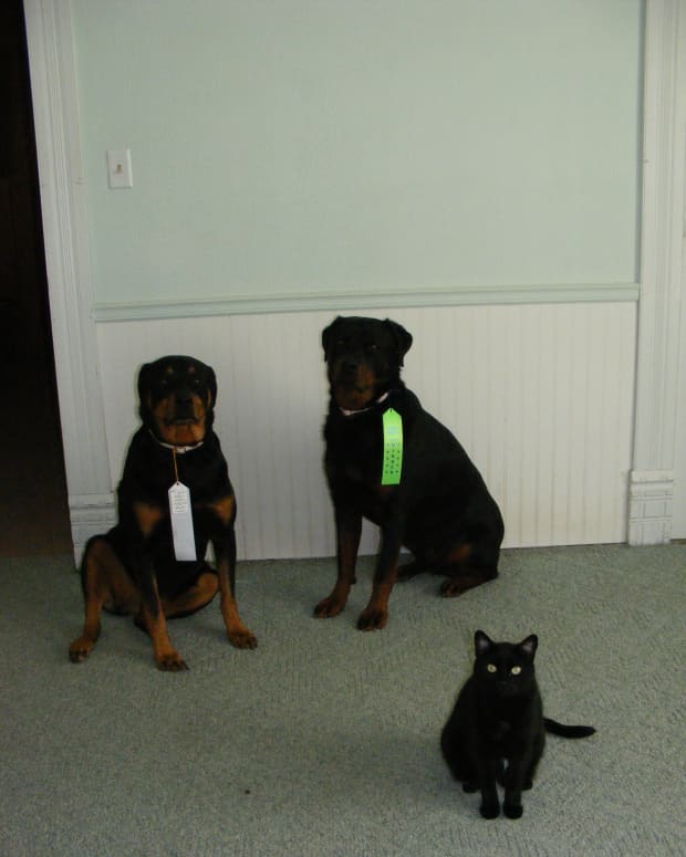 Conditioned Reinforcers in Dog Training PetHelpful
