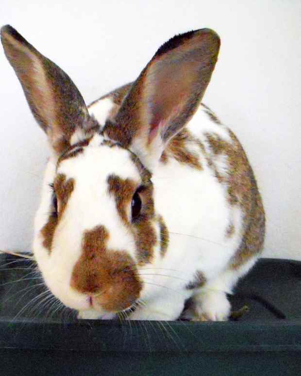 Why Rabbits Make Awesome Pets YearRound (Not Just for Easter) PetHelpful