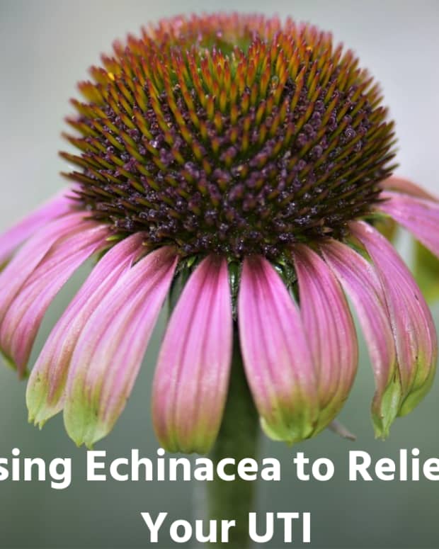 cure-urinary-tract-infections-with-echinacea
