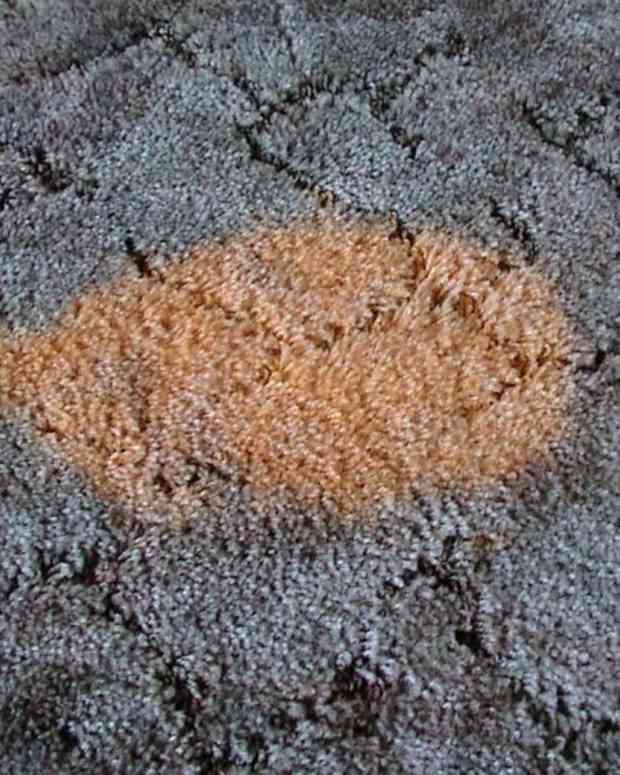 How to Get Cat Pee Out of Clothes, Couches, Towels, Rugs, and Carpet