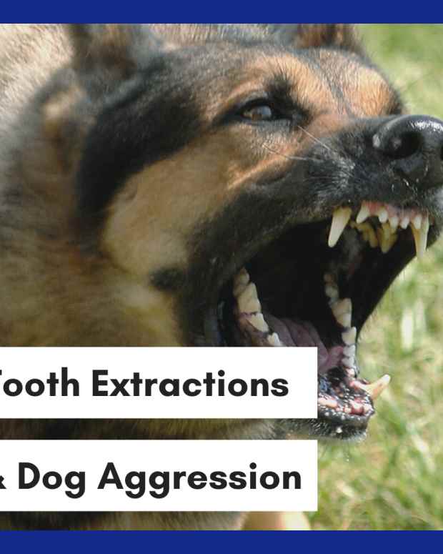 How to Train a FoodAggressive Dog PetHelpful