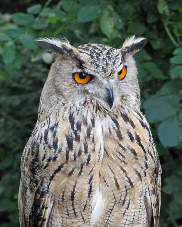 birds-of-prey-the-eurasian-eagle-owl
