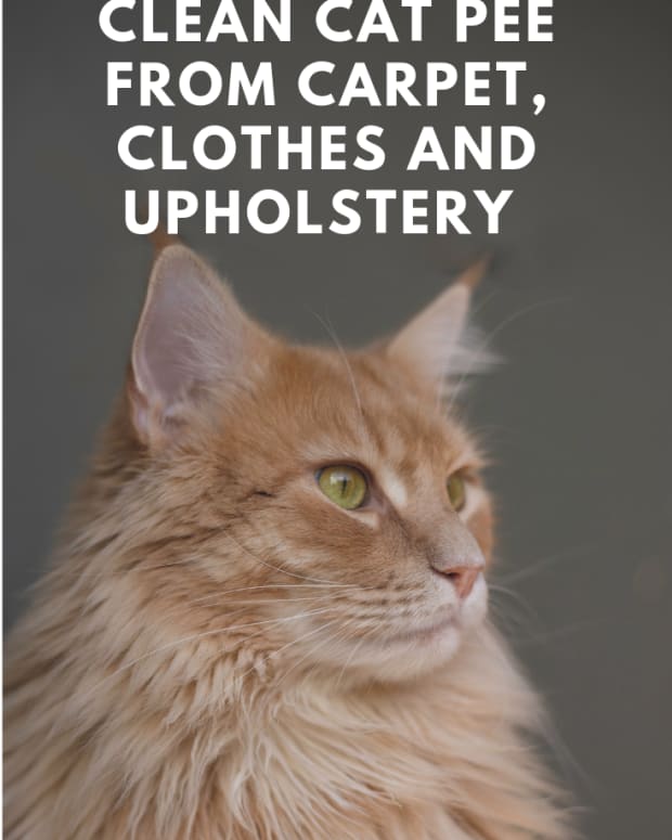 how-to-get-cat-pee-out-of-clothes-and-rugs-and-curtains